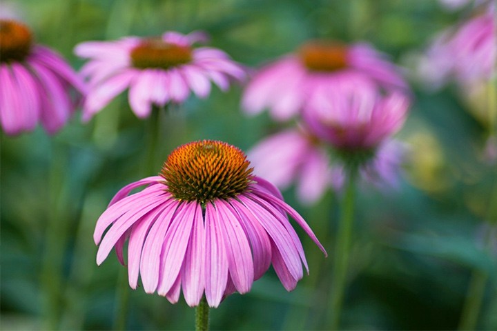 Utilize para ver mais