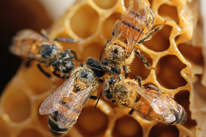 Utilize para ver mais